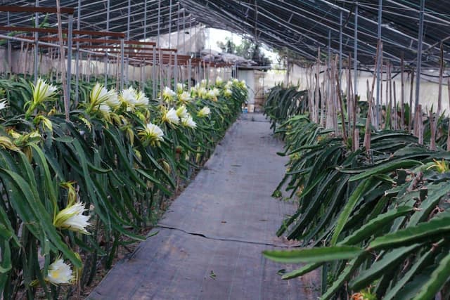 campo pitayas