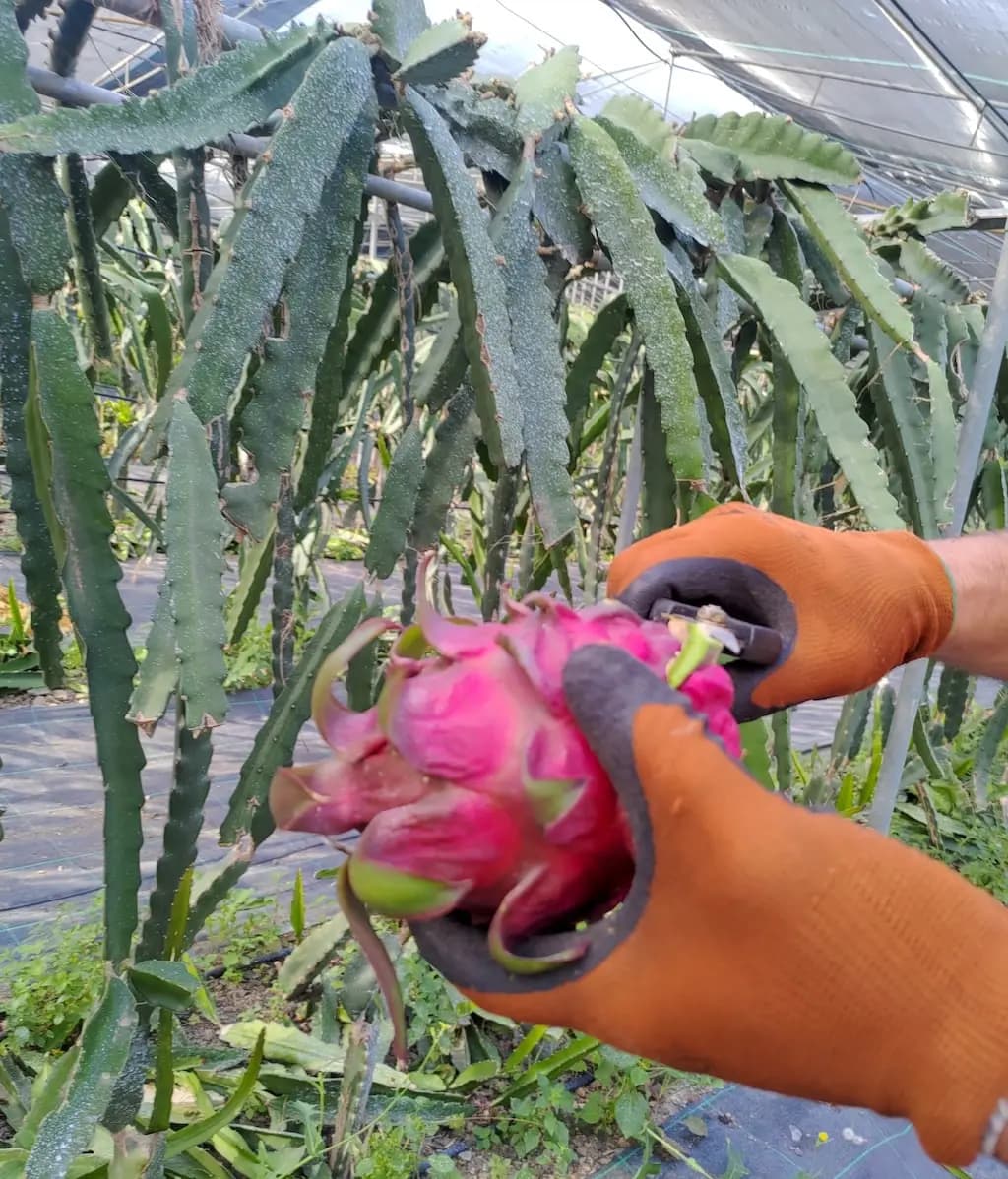post pitaya