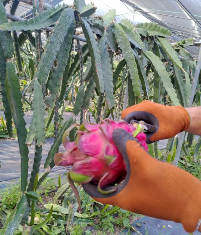 post pitaya